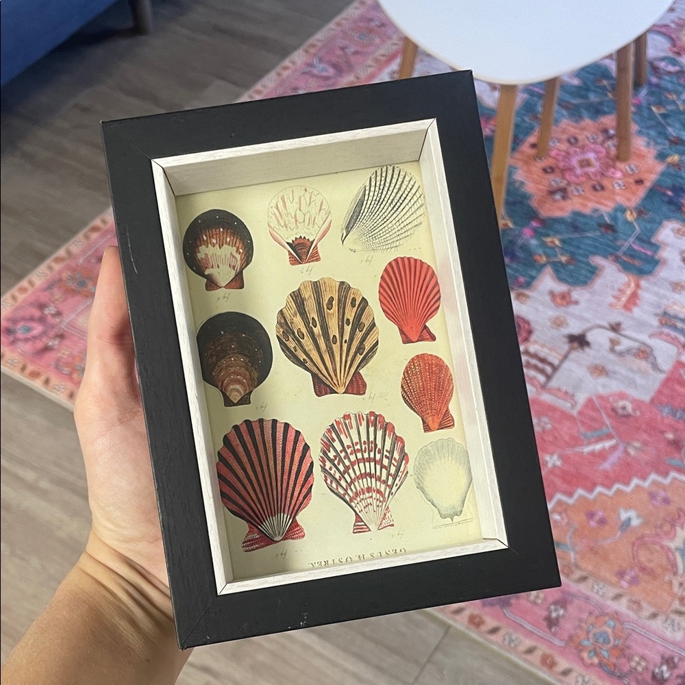 Framed shell picture